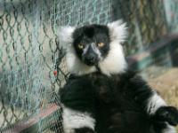 Schwarzweißer Vari Lemur